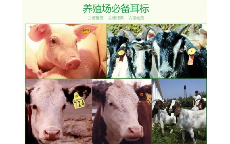 中国动物疫病预防控制中心：加强牲畜电子耳标试点
