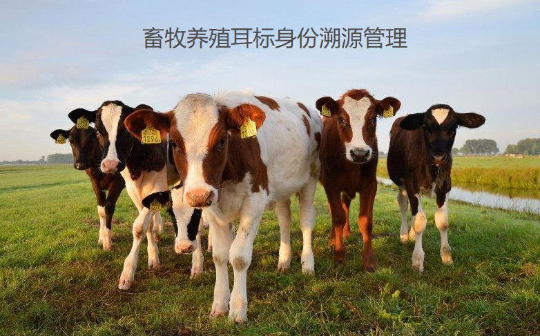 明申智能卡电子标签,IC卡厂家定制
